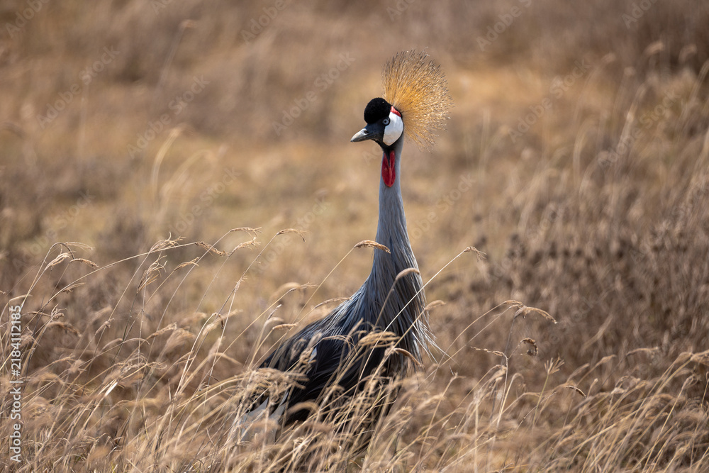 Fototapeta premium grey crowned crane