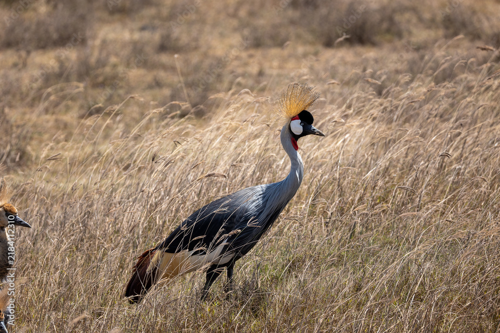 Fototapeta premium grey crowned crane