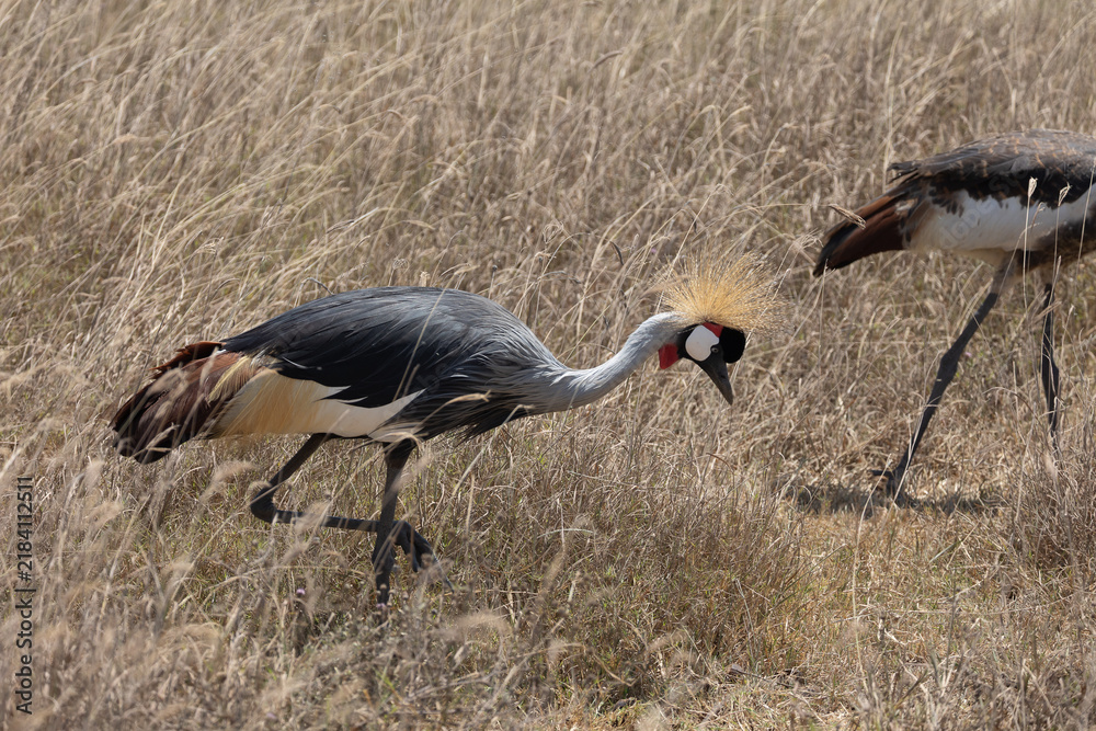 Fototapeta premium grey crowned crane