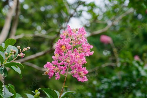 サルスベリの花