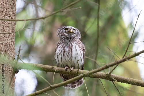 Eurasian pygmy owl male (Glaucidium passerinum) sitting on a spruce brunch in a mixed forest