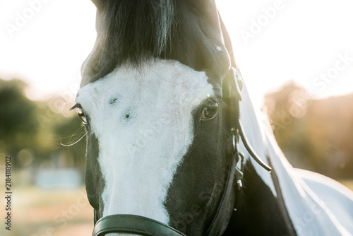 Close-up portrait of a black and white horse with a wide white blaze wearing a bridle in warm backlit outdoor setting during golden hour