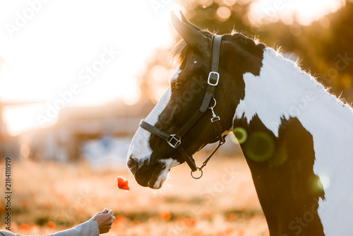 Canvastavla Close-up of a black and white pinto horse with bridle sniffing a red autumn leaf