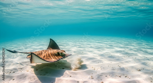 A stingray swimming over the sandy ocean floor
