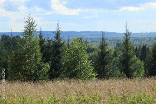forest in the forest