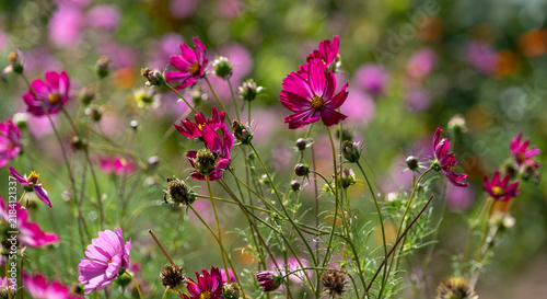 Bright pink, low maintenance cosmos flowers growing in Wisley garden in Surrey UK. Photographed in late summer.
