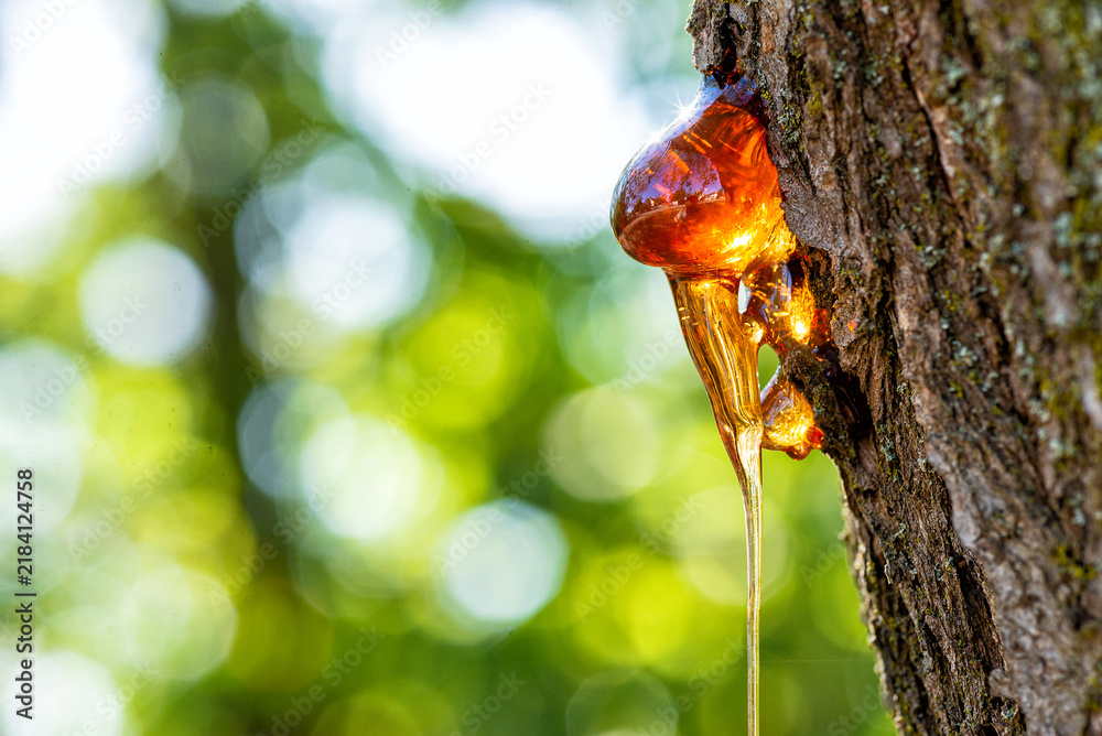 Obraz premium Macro view of a golden amber resin drop on a rough pine tree trunk