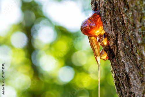 Macro view of a golden amber resin drop on a rough pine tree trunk