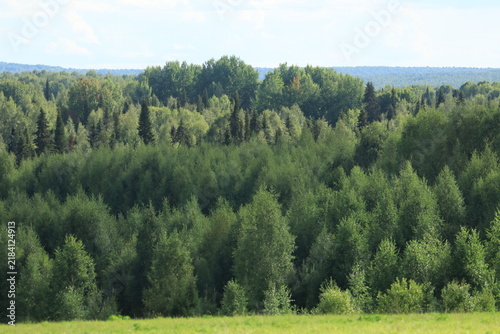 landscape with forest
