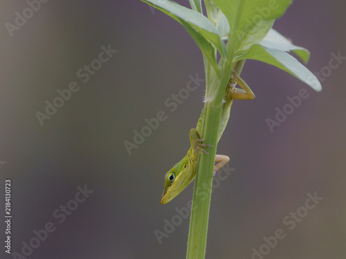 Konstfotografi A small green anole peeking from behind a plant stem, surrounded by soft natural tones and generous negative space