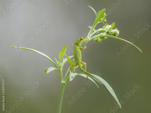 Bild auf Leinwand A small green anole peeking from behind a plant stem, surrounded by soft natural tones and generous negative space