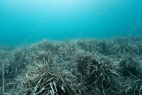 Fotografie Underwater seagrass meadow creating marine ecosystem habitat