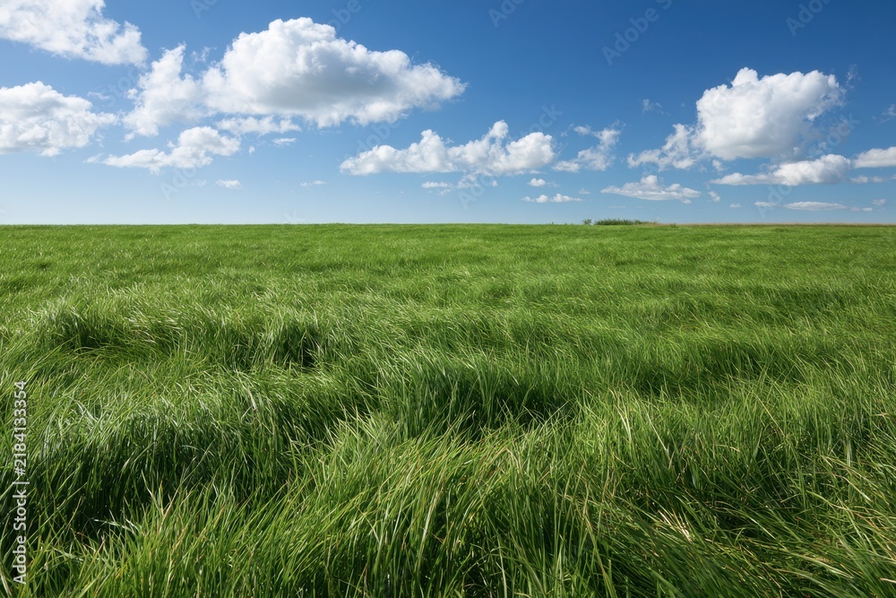 Obraz premium Tranquil grassland scene: emerald blades, open sky, and clouds
