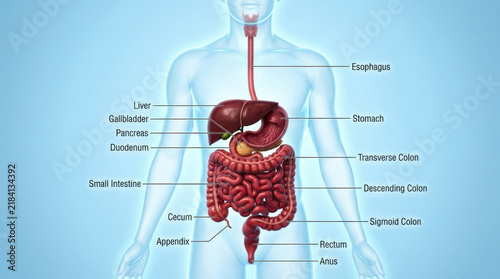 Comprehensive labeled human gastrointestinal tract map showing full digestive system components for clinical anatomy instruction.