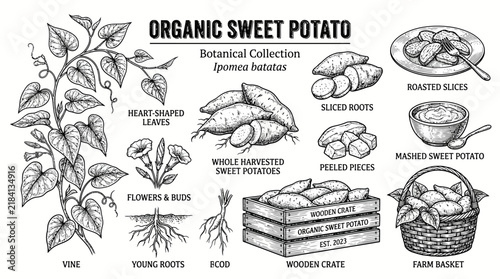 Bild auf Leinwand Very beautiful black and white realistic vector collection of ORGANIC SWEET POTA