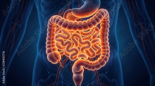 Digital human digestive system representation highlighting internal organs in glowing orange tones for scientific medical display.