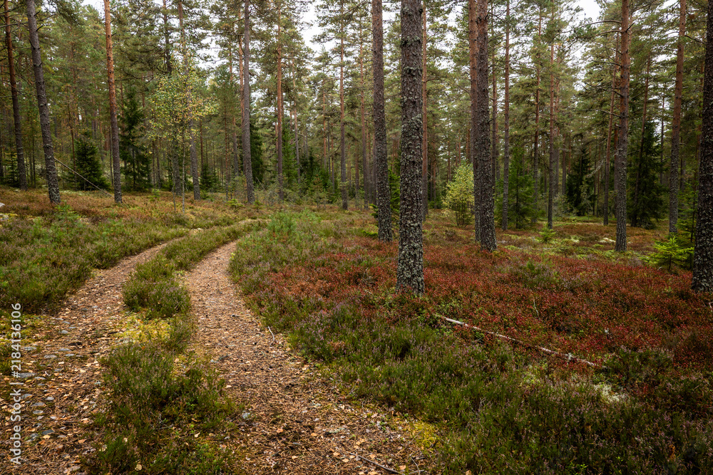 Obraz premium Magical fairytale forest in autumn. Forest covered of moss and blueberry twigs