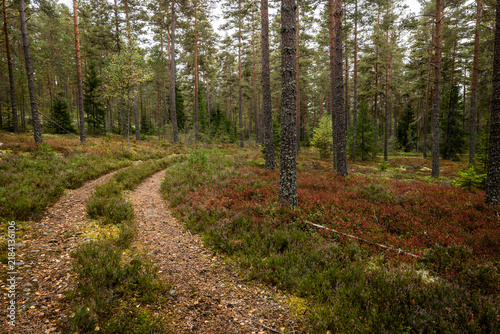 Magical fairytale forest in autumn. Forest covered of moss and blueberry twigs
