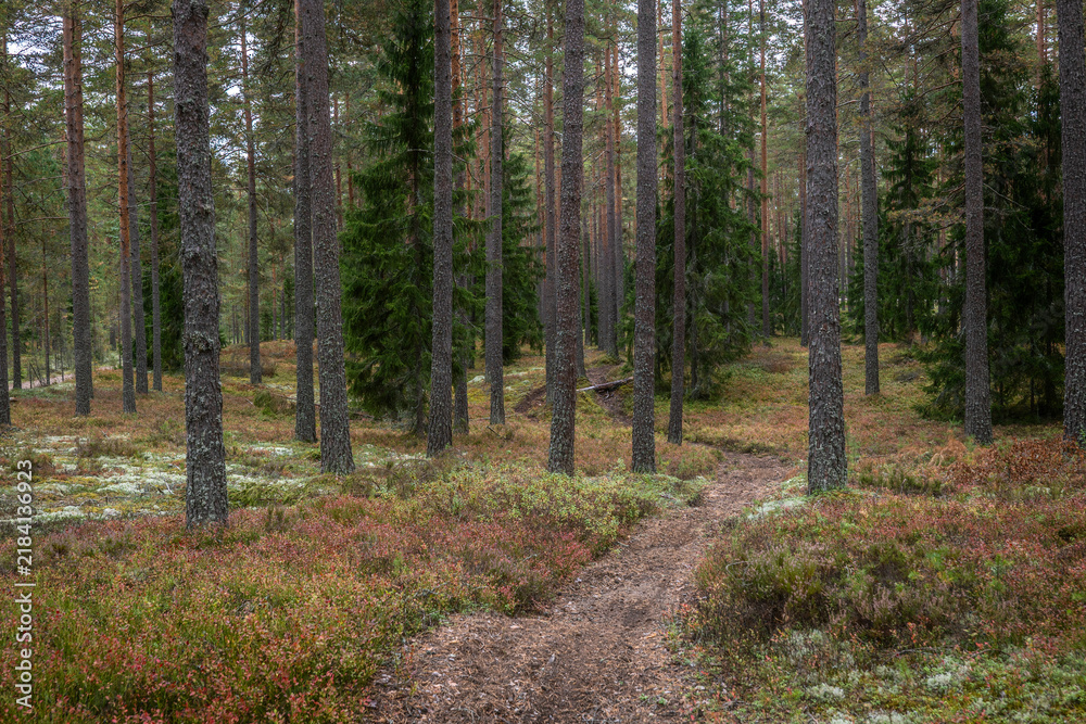 Obraz premium Magical fairytale forest in autumn. Forest covered of moss and blueberry twigs
