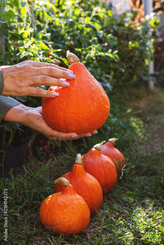 Woman harvesting fresh orange hokkaido pumpkins in garden