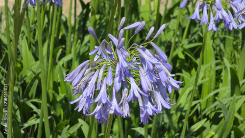 Blooming agapanthus flower head surrounded by vibrant green foliage in bright sunlight