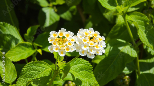 Foto Detailed close-up view of white and yellow lantana blossoms and textured green l