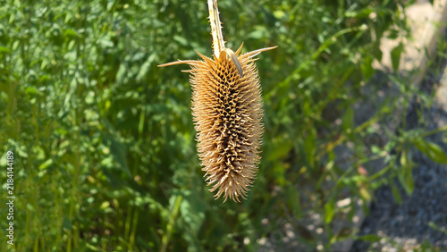 Foto Dried wild teasel seed head hanging against blurred green foliage in sunlight