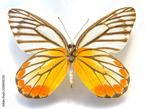 Картината върху платно A butterfly shown with its wings fully spread, displaying bold golden-orange and