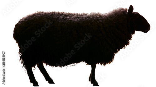 Obraz na plátně Isolated dark sheep standing side view, a fluffy black silhouette with detailed