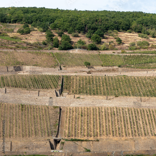 Terrassierte Weinberge am Steilhang bei Rüdesheim am Rhein