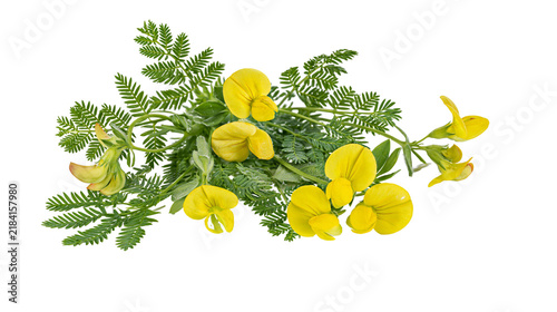Canvas Print Isolated beautiful cluster of vibrant yellow wildflowers with delicate green pinnate leaves