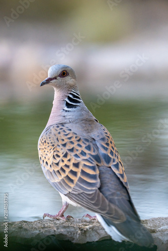 European turtle dove (Streptopelia turtur) photographed in Spain
