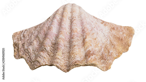 Obraz na plátne Isolated ancient large sea shell with corrugated surface and intricate organic t