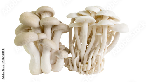 Fotografie Isolated fresh culinary organic white oyster mushrooms arranged in two distinct