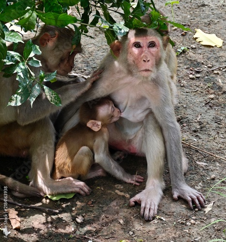 Foto A family of rhesus macaque monkeys at the Delhi Zoo