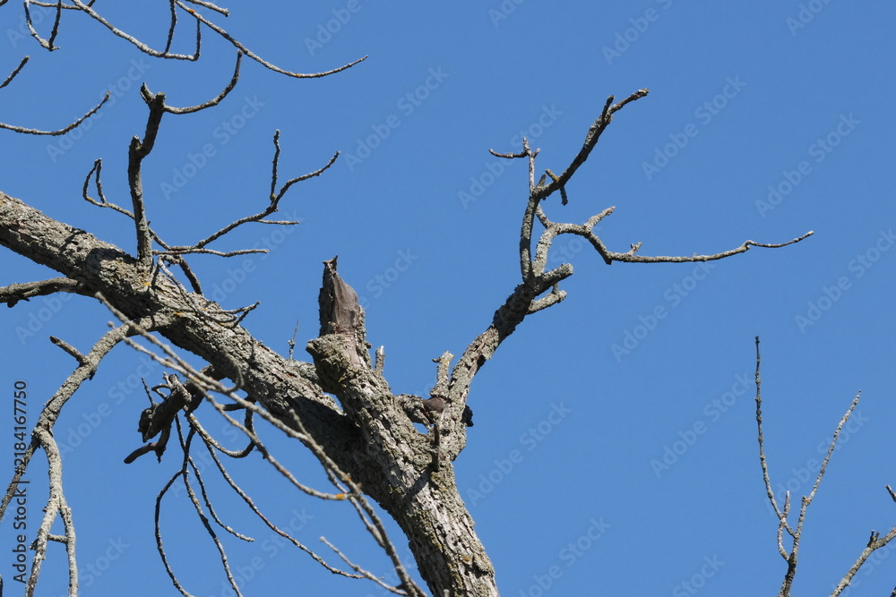 Obraz premium tree branches against blue sky
