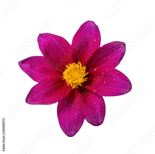 Obraz na plátně Red-violet flower with petals and a yellow center close-up