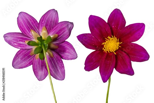 Red-purple flower with yellow stamens, front and back views, isolated.