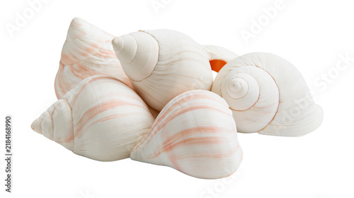 Foto Isolated group of natural pale white and subtle pink spiral conch seashells, bea