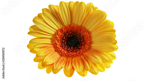 Foto Isolated bright yellow gerbera daisy flower with vibrant petals and striking ora