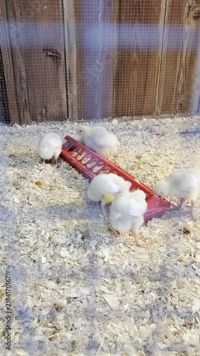baby chicks in cage