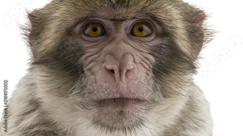 Photography Isolated expressive macaque monkey headshot portrait looking directly at viewer