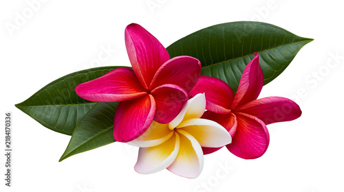 Isolated vibrant pink, red, yellow plumeria flowers with green leaves, beautiful tropical bloom.