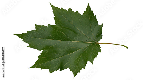 Obraz na płótnie Isolated single vibrant green maple-like leaf with prominent veins and pointed t