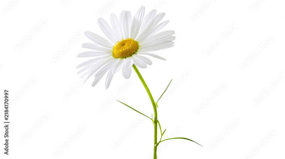 Obraz premium Isolated fresh white daisy flower with vibrant yellow center and green stem blooming in spring
