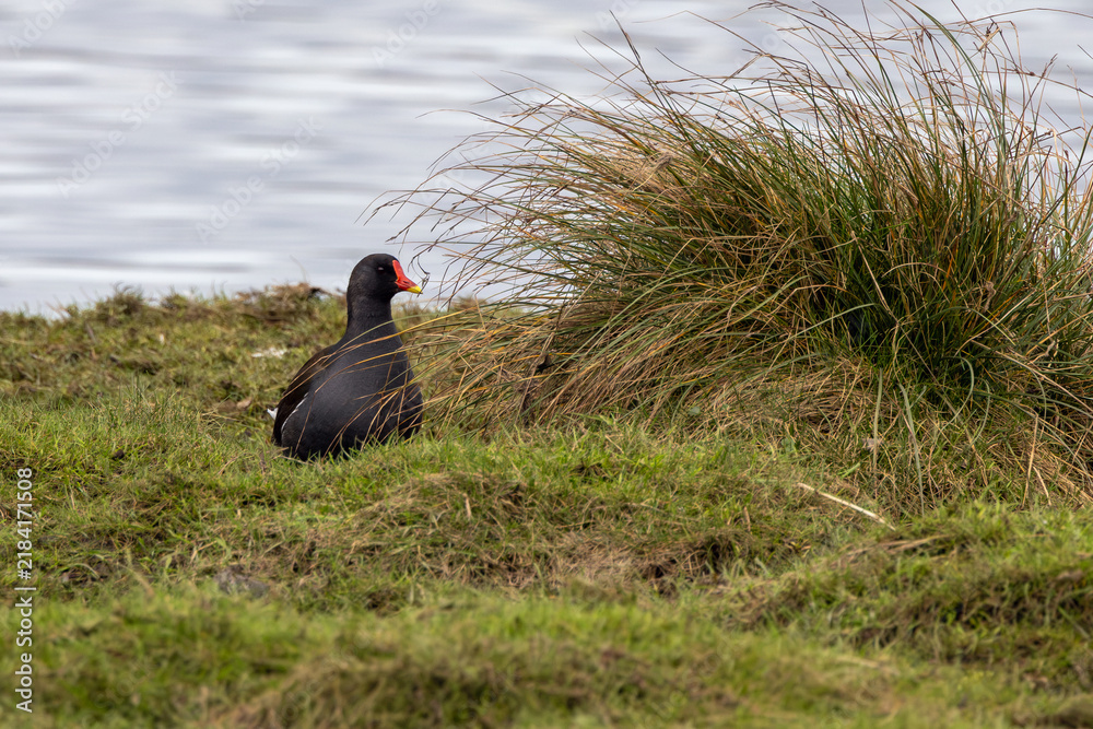 Obraz premium Adult common moorhen on a grassy bank