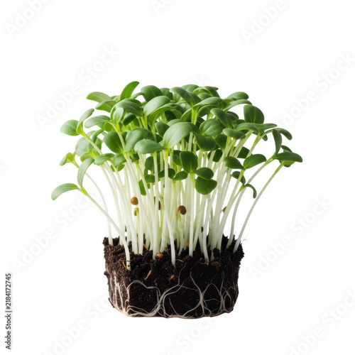 Fresh microgreens sprouting in soil