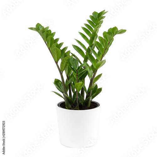 Zamioculcas indoor plant in white pot