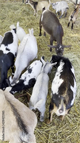 small goats eating hay