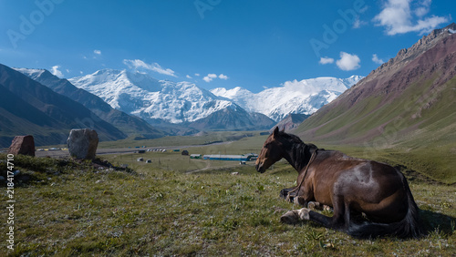 Resting Horse in Mountainous Landscape